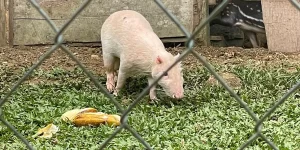 experiencia-tabacon-1