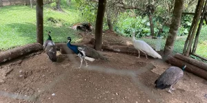 experiencia-tabacon-2