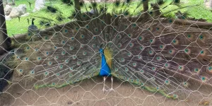 experiencia-tabacon-3